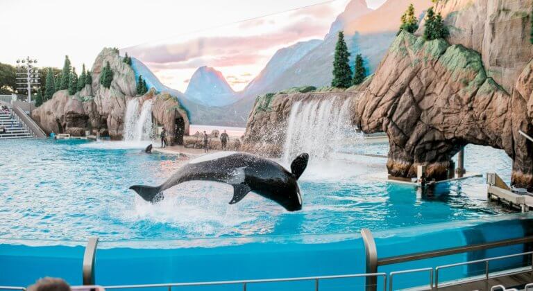 Seaworld whale jumping